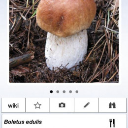 New Mushroom & Toadstool Identification App, the first app dedicated solely to British Fungi