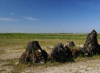 Biodiversity in post-mining areas Biodiversity in post-mining areas